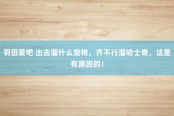 羽田爱吧 出去溜什么宠物，齐不行溜哈士奇，这是有原因的！