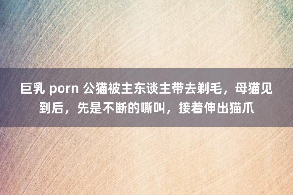 巨乳 porn 公猫被主东谈主带去剃毛，母猫见到后，先是不断的嘶叫，接着伸出猫爪